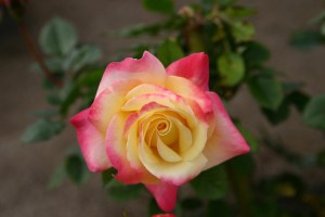 colourful_rose